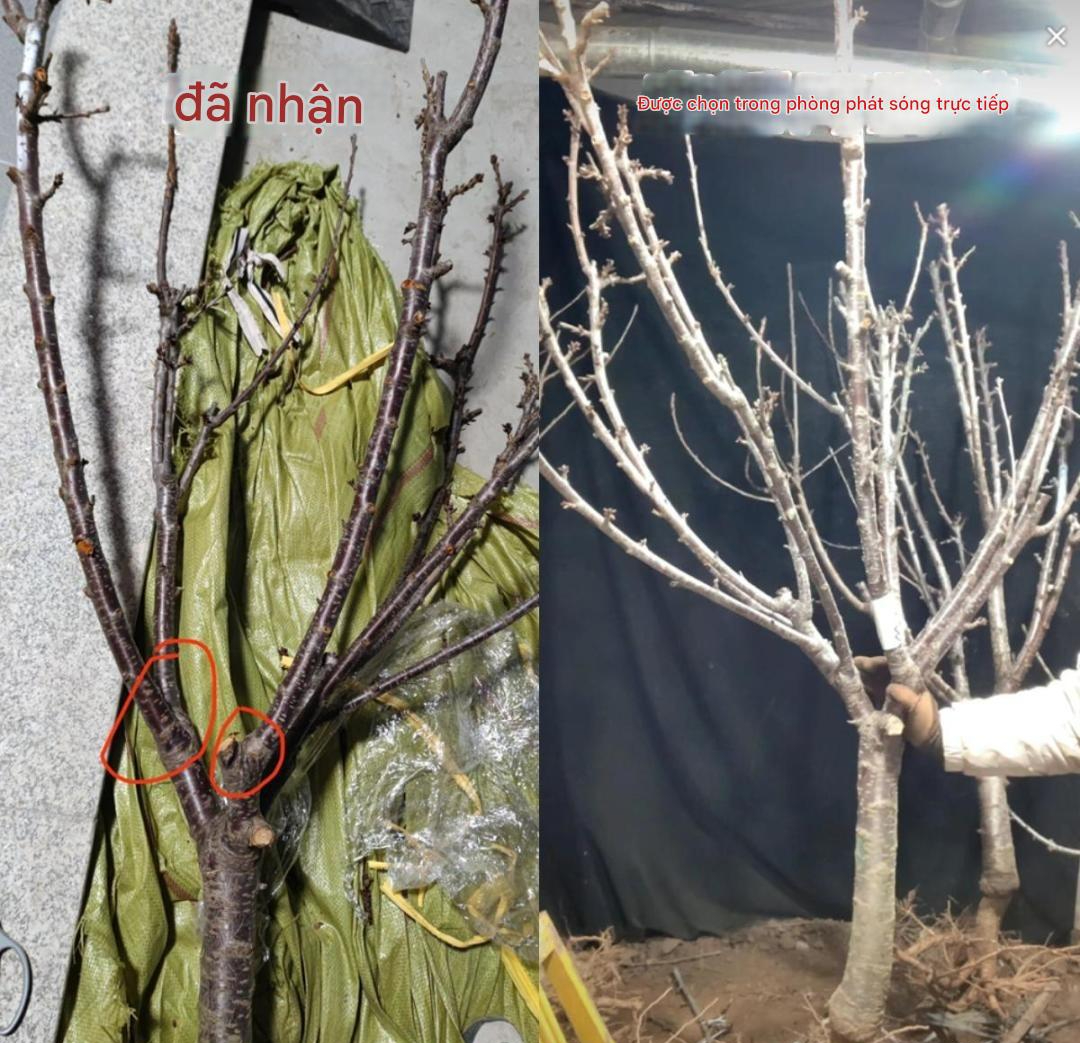 Kịch bản lừa đảo khiến người trung niên, cao tuổi tin sái cổ: Giấu con cháu mua hàng, tài khoản bốc hơi!- Ảnh 3. Kịch bản lừa đảo khiến người trung niên, cao tuổi tin sái cổ: Giấu con cháu mua hàng, tài khoản bốc hơi!- Ảnh 3.