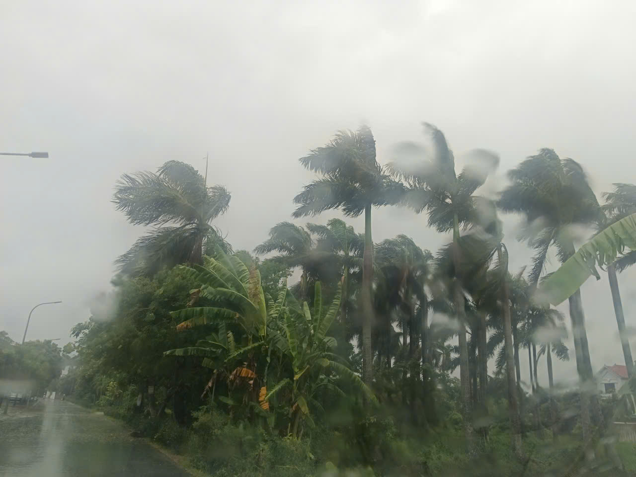 Trước giờ G bão số 5 Kajiki đổ bộ, mưa trắng trời, cây đổ, gió giật mạnh