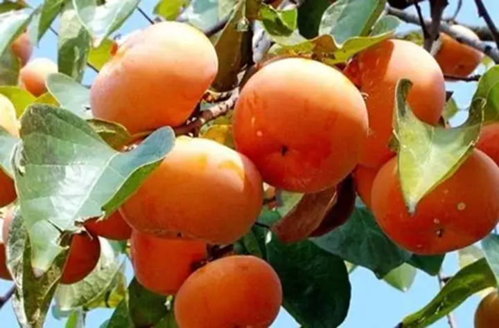 Loại quả mùa thu "bổ ngang 10 thang thuốc", chợ Việt bán nhiều lại rẻ- Ảnh 1.