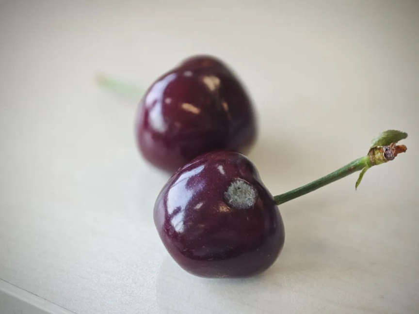 Trái cây hơi thối có ăn được không? Phóng to 600 lần, bạn sẽ thấy da đầu ngứa ran- Ảnh 2.