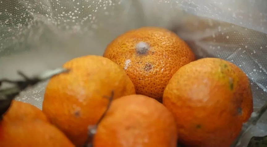 Trái cây hơi thối có ăn được không? Phóng to 600 lần, bạn sẽ thấy da đầu ngứa ran- Ảnh 1.