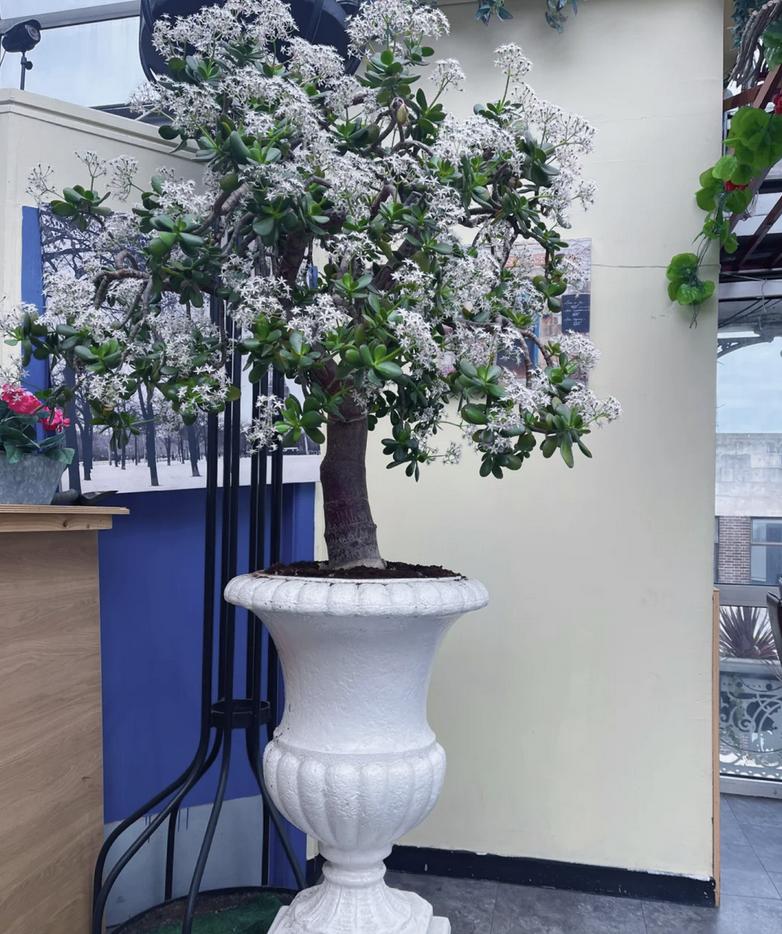 Người xưa có câu: "6 cây này nở hoa, dù không giàu cũng sẽ giàu"! Cây nào "tâm linh" đến vậy? - Ảnh 5. Người xưa có câu: "6 cây này nở hoa, dù không giàu cũng sẽ giàu"! Cây nào "tâm linh" đến vậy? - Ảnh 5.