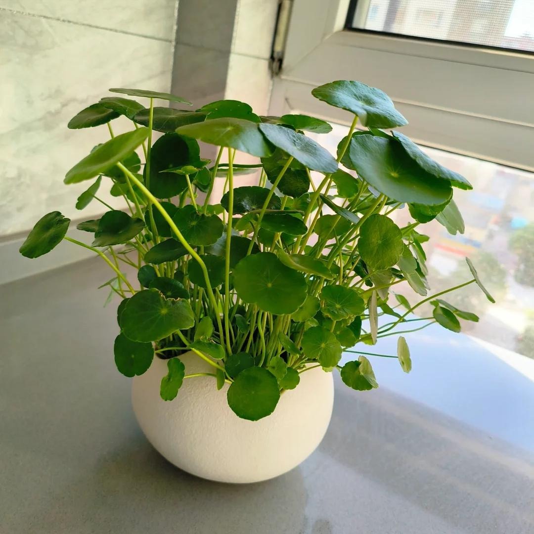 Loài cây được ví như "ngân khố sống", nhưng đặt sai chỗ thì gia sản tiêu tan như cát bụi- Ảnh 2.