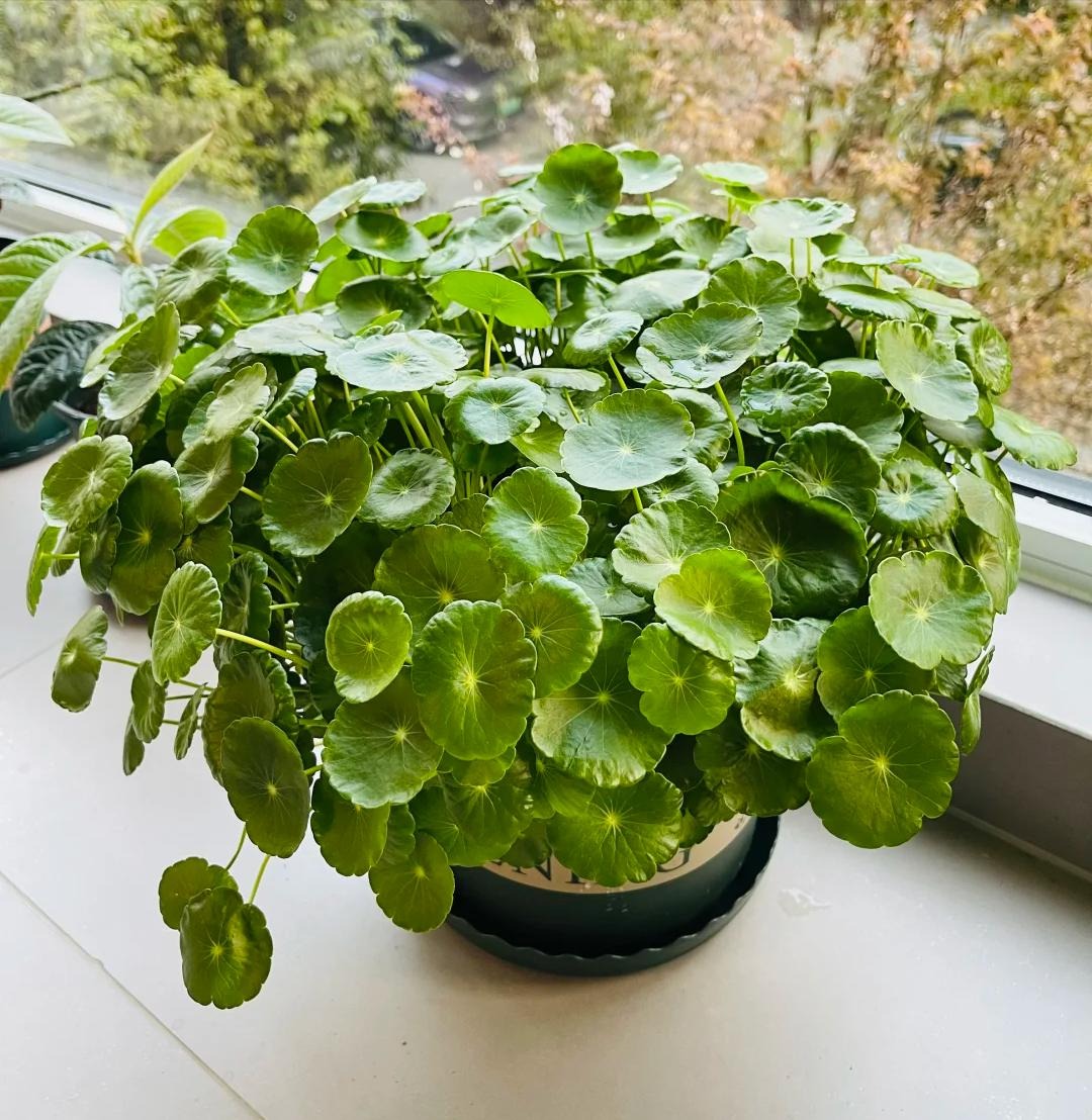 Loài cây được ví như "ngân khố sống", nhưng đặt sai chỗ thì gia sản tiêu tan như cát bụi- Ảnh 3.