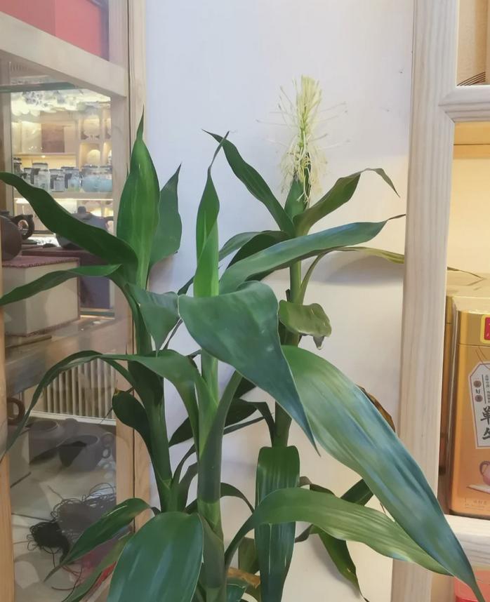 Người xưa có câu: "6 cây này nở hoa, dù không giàu cũng sẽ giàu"! Cây nào "tâm linh" đến vậy? - Ảnh 1. Người xưa có câu: "6 cây này nở hoa, dù không giàu cũng sẽ giàu"! Cây nào "tâm linh" đến vậy? - Ảnh 1.