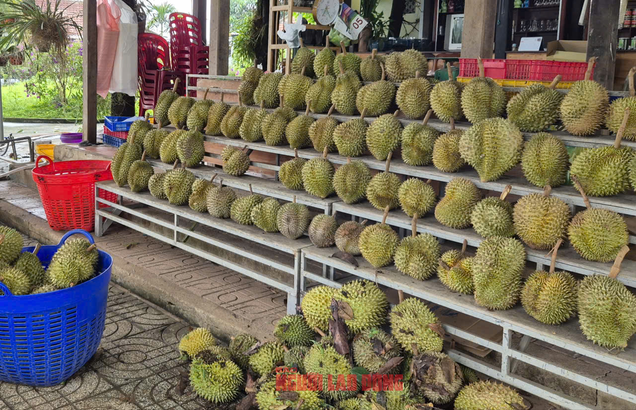 Giá sầu riêng tăng nóng, vì sao nông dân vẫn than khó xuất khẩu?- Ảnh 1.