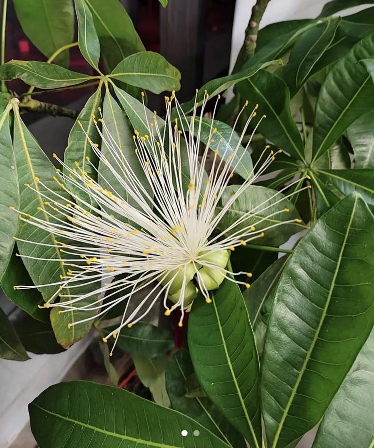 Người xưa có câu: "6 cây này nở hoa, dù không giàu cũng sẽ giàu"! Cây nào "tâm linh" đến vậy? - Ảnh 2. Người xưa có câu: "6 cây này nở hoa, dù không giàu cũng sẽ giàu"! Cây nào "tâm linh" đến vậy? - Ảnh 2.