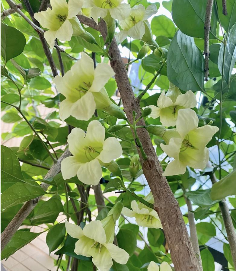 Người xưa có câu: "6 cây này nở hoa, dù không giàu cũng sẽ giàu"! Cây nào "tâm linh" đến vậy? - Ảnh 3. Người xưa có câu: "6 cây này nở hoa, dù không giàu cũng sẽ giàu"! Cây nào "tâm linh" đến vậy? - Ảnh 3.