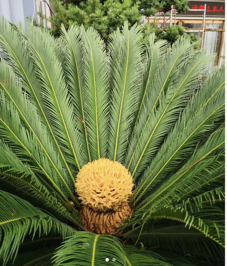 Người xưa có câu: "6 cây này nở hoa, dù không giàu cũng sẽ giàu"! Cây nào "tâm linh" đến vậy? - Ảnh 4. Người xưa có câu: "6 cây này nở hoa, dù không giàu cũng sẽ giàu"! Cây nào "tâm linh" đến vậy? - Ảnh 4.