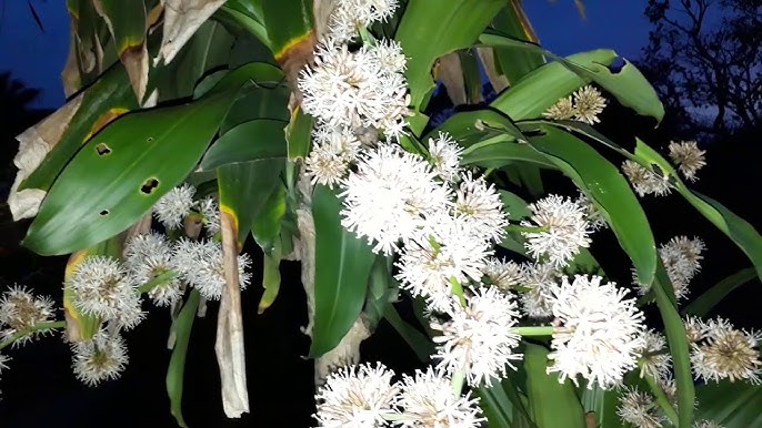 Người xưa có câu: "6 cây này nở hoa, dù không giàu cũng sẽ giàu"! Cây nào "tâm linh" đến vậy? - Ảnh 6. Người xưa có câu: "6 cây này nở hoa, dù không giàu cũng sẽ giàu"! Cây nào "tâm linh" đến vậy? - Ảnh 6.