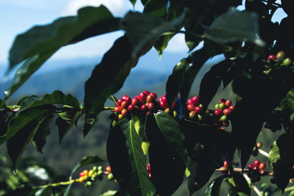 Nông dân có thể đổi đời từ loại hạt "245 tỷ USD": Bí quyết nằm ở chỗ "trồng dưới bóng râm" - Ảnh 1.