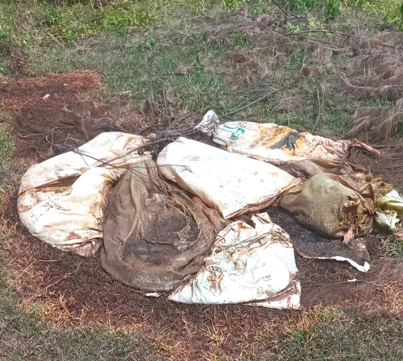 Phát hiện 6 bao tải chứa heo chết vứt trên đồi khiến người dân cực kỳ lo ngại- Ảnh 1.