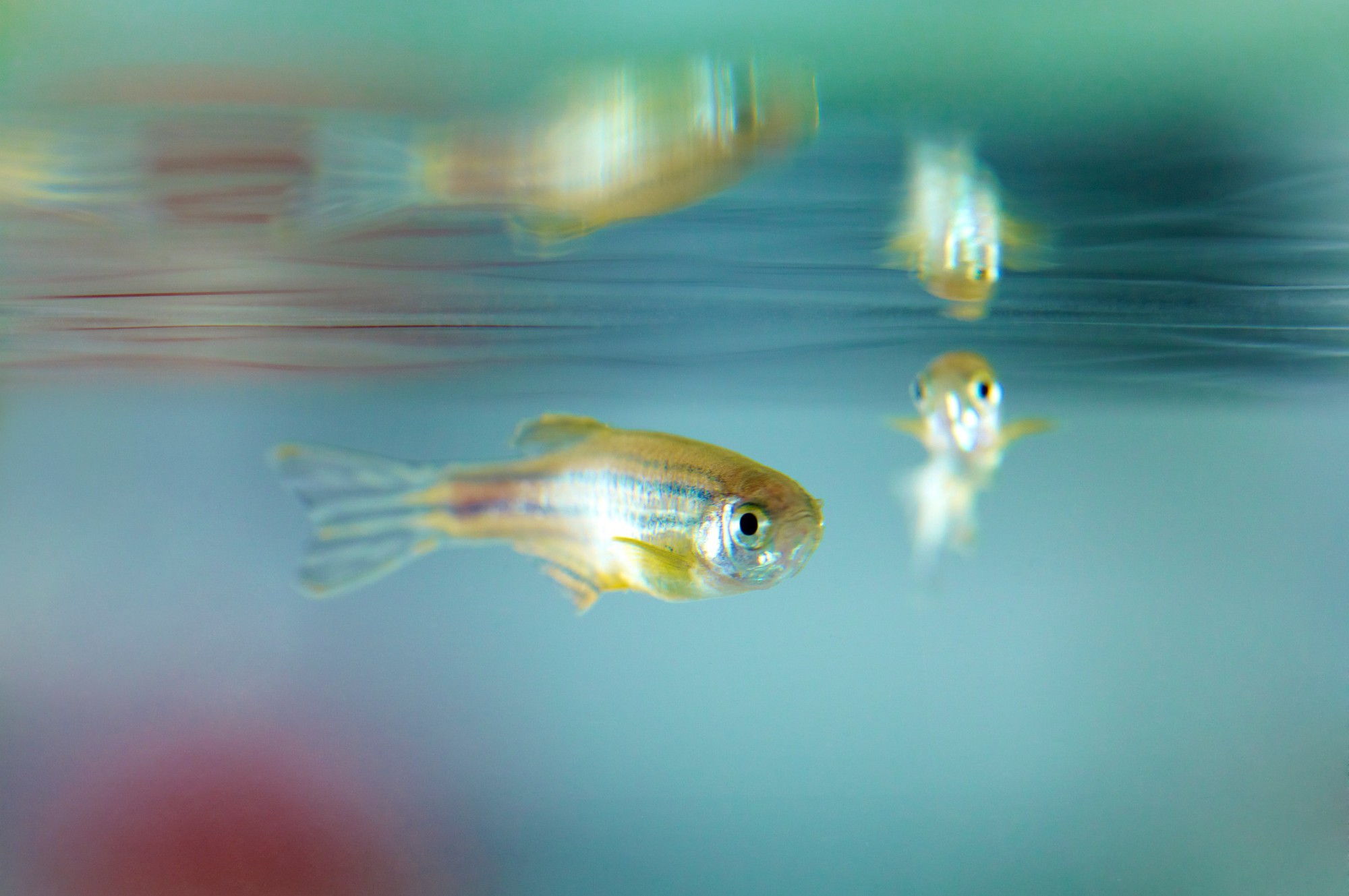 Loài cá "bất tử" độc đáo bậc nhất thế giới, có khả năng tự tái tạo toàn bộ cơ thể- Ảnh 1.