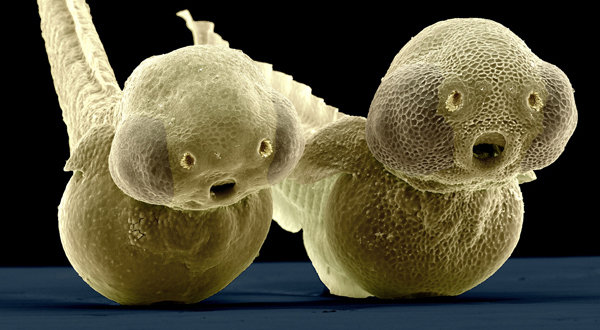 Loài cá "bất tử" độc đáo bậc nhất thế giới, có khả năng tự tái tạo toàn bộ cơ thể- Ảnh 2.