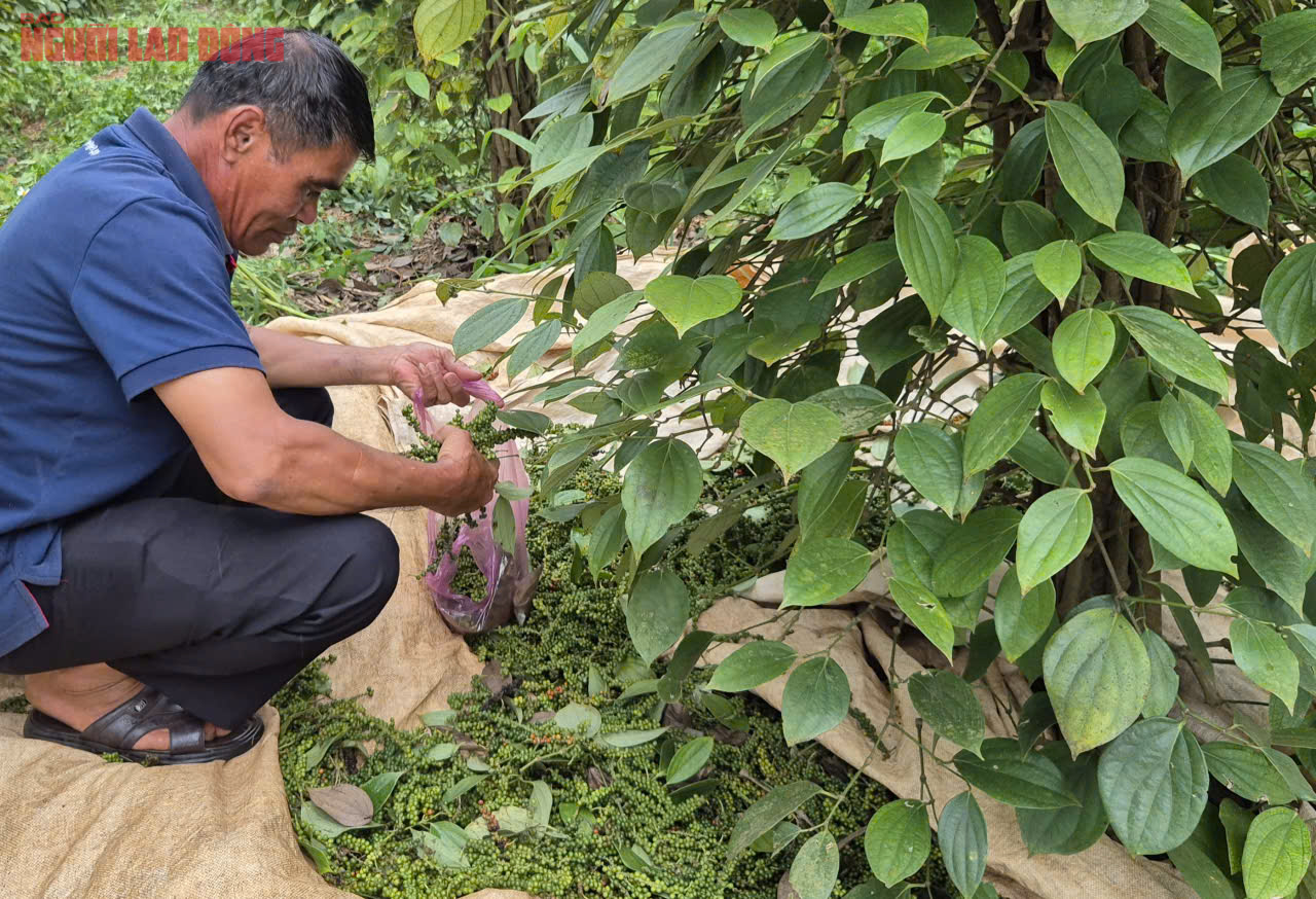 Giá tiêu hôm nay 31 - 8: Những yếu tố ảnh hưởng đến giá tiêu - Ảnh 1.