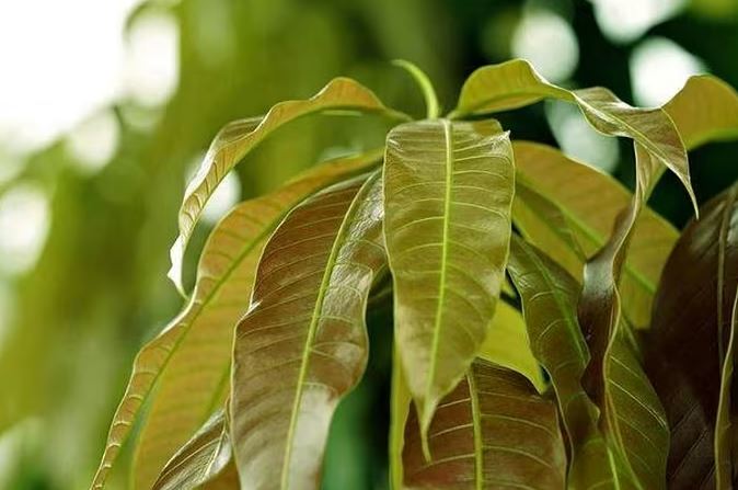 Cây người Việt chỉ ăn quả, không ngờ lá quý như "nhân sâm của người nghèo", ở quê mọc um tùm - Ảnh 2.