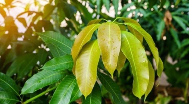 Cây người Việt chỉ ăn quả, không ngờ lá quý như "nhân sâm của người nghèo", ở quê mọc um tùm - Ảnh 1.