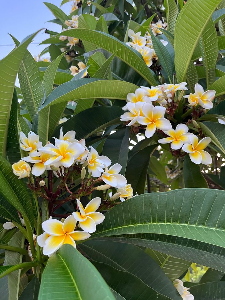 Càng nở càng buồn: 5 loài hoa đẹp như mộng nhưng trồng trước nhà là rước họa vào thân- Ảnh 1.