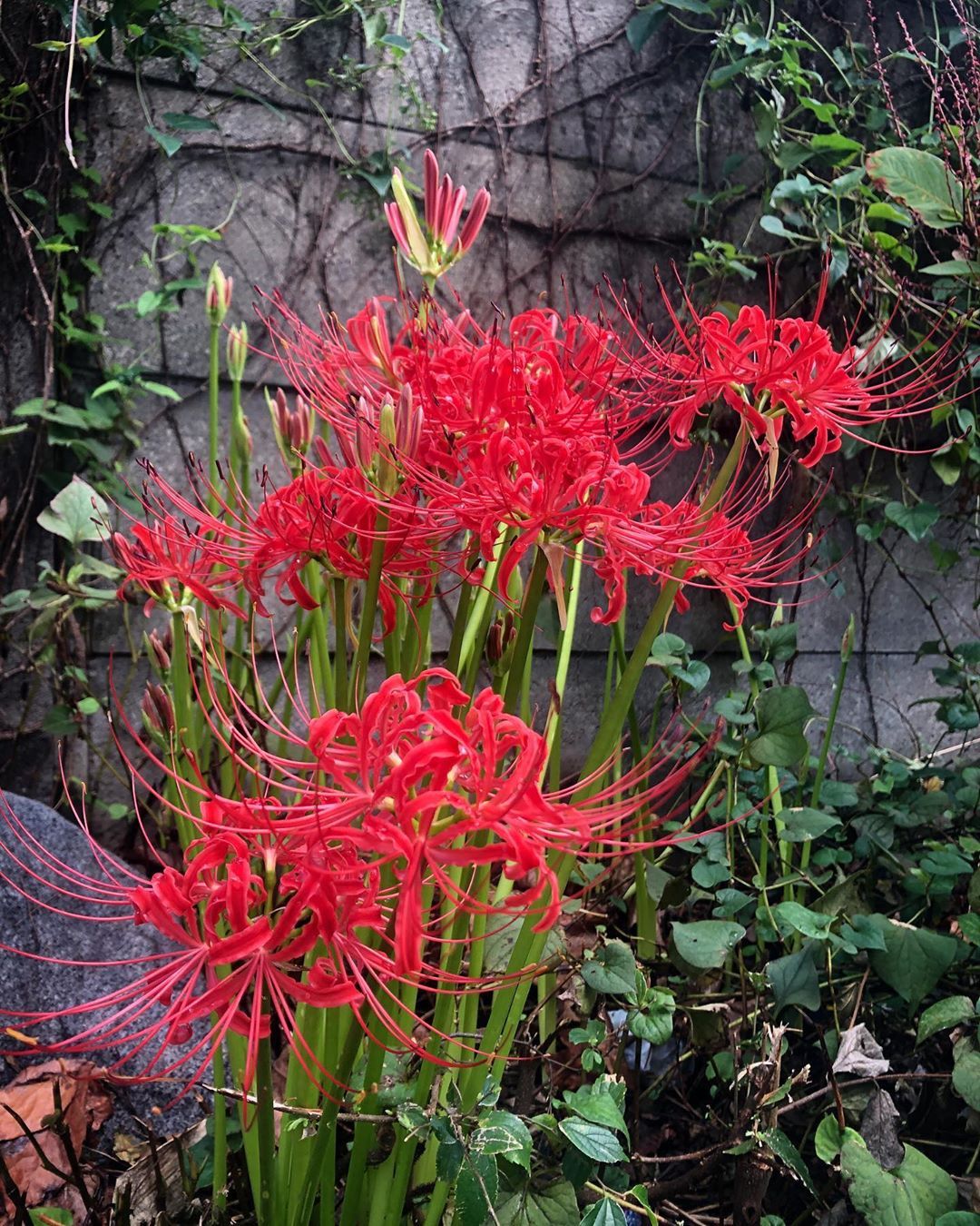 Càng nở càng buồn: 5 loài hoa đẹp như mộng nhưng trồng trước nhà là rước họa vào thân- Ảnh 2.