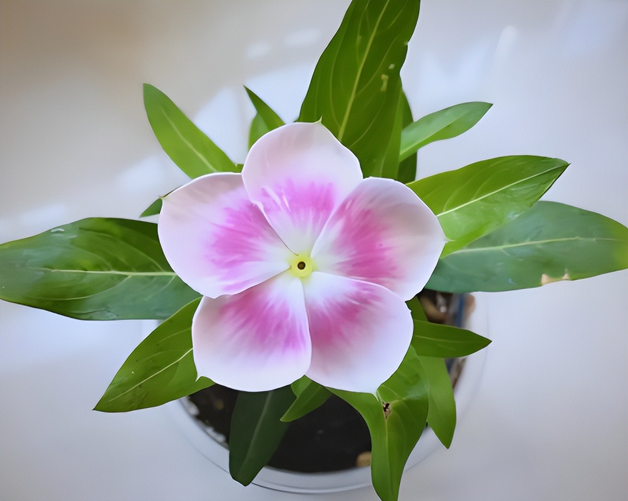 7 loài hoa sống khỏe, nở đúng hẹn đẹp không tì vết, người lười mấy cũng trồng được- Ảnh 3.