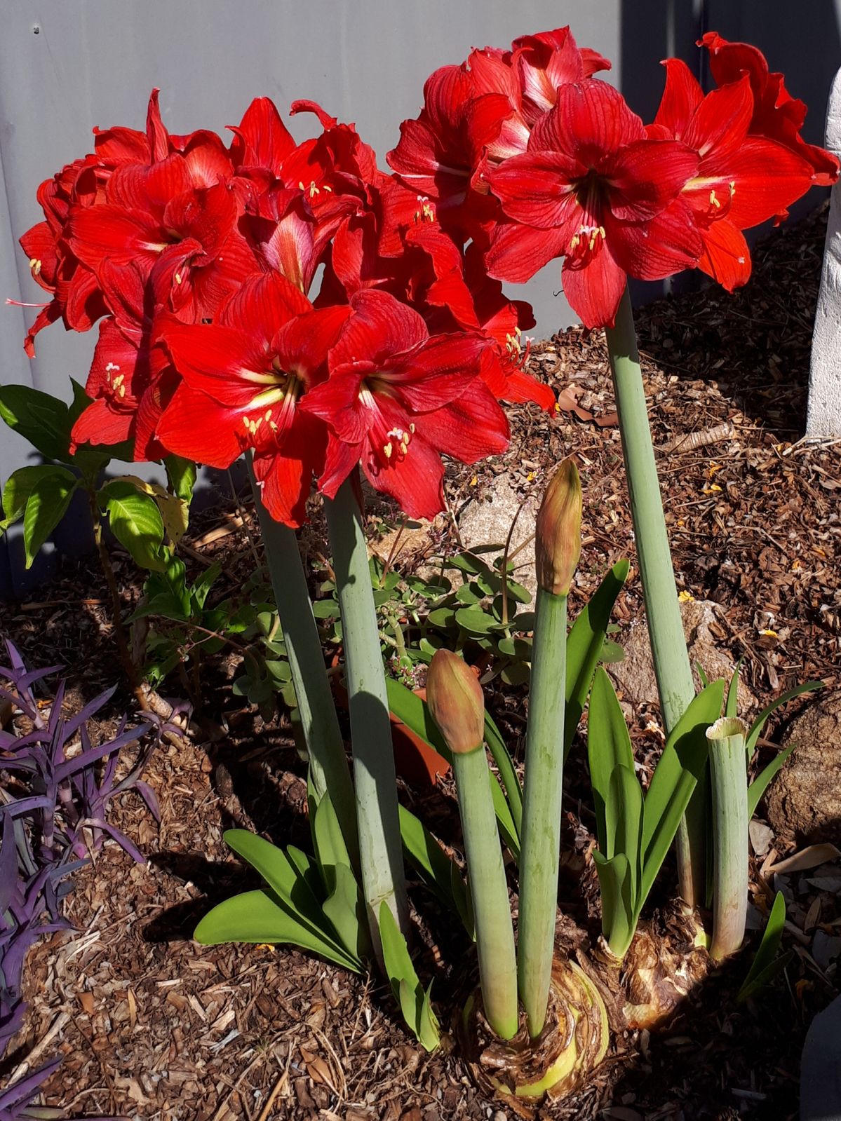 Càng nở càng buồn: 5 loài hoa đẹp như mộng nhưng trồng trước nhà là rước họa vào thân- Ảnh 5.