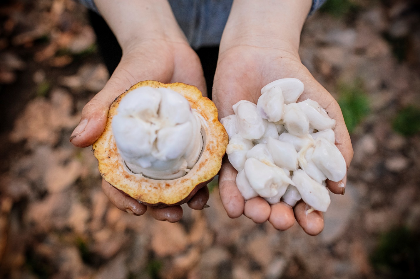 Cây Cacao Việt Nam và tiềm lực vươn mình ra thế giới - Ảnh 2.