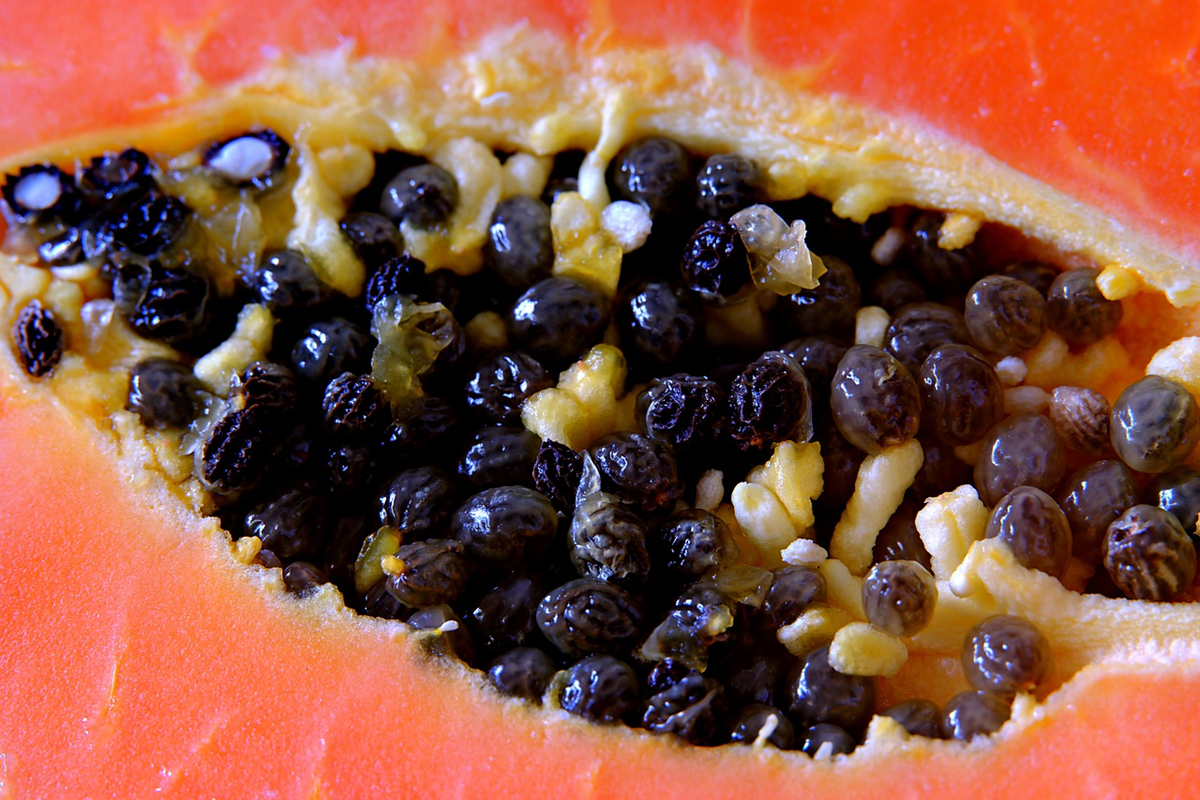 Đừng chỉ ăn quả, hạt loại cây này quý như "nhân sâm của người nghèo" - Ảnh 2.