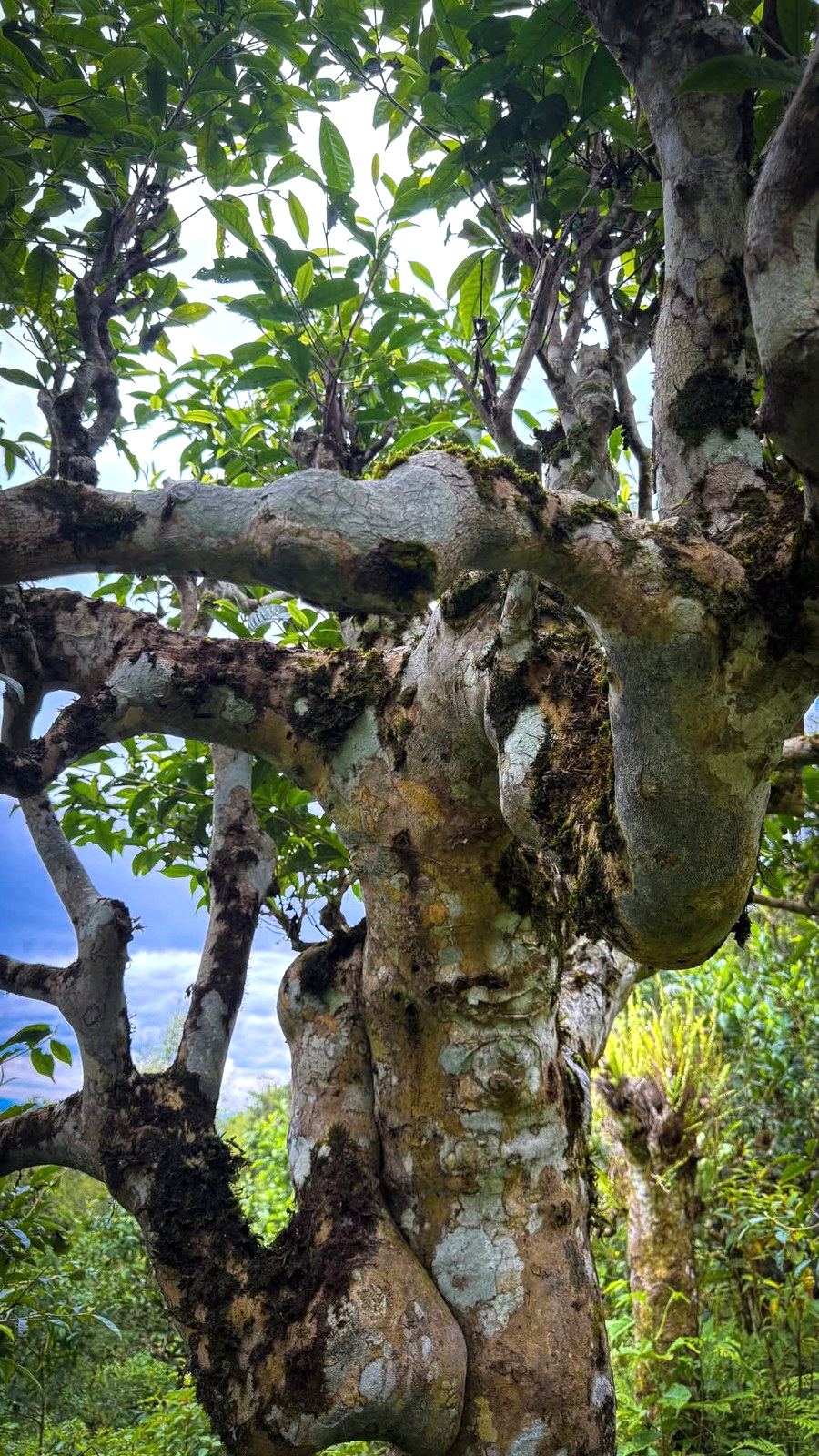 Trên dãy Hoàng Liên Sơn cao nghìn mét có Trên dãy Hoàng Liên Sơn cao nghìn mét có