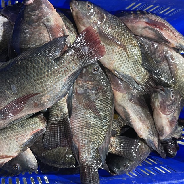 Đi chợ thấy loại cá này phải mua ngay: Nhiều protein hơn hẳn cá hồi nhưng giá chỉ bằng 1/10- Ảnh 1.