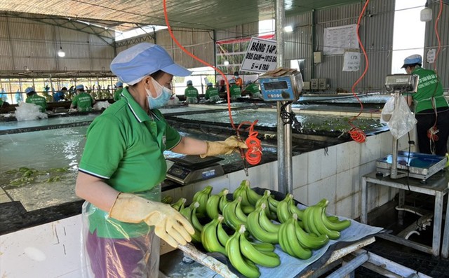 HAGL bị phạt vì 'ém' thông tin liên quan đến trái phiếu- Ảnh 1.