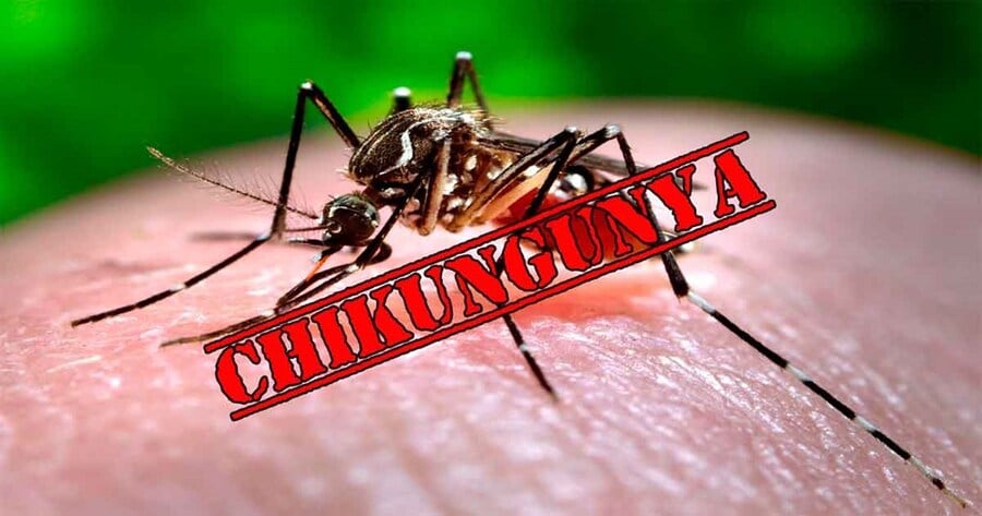 Virus Chikungunya "phá hủy nội tạng" bùng phát khiến WHO phát đi kêu gọi hành động khẩn cấp nguy hiểm thế nào?- Ảnh 2.