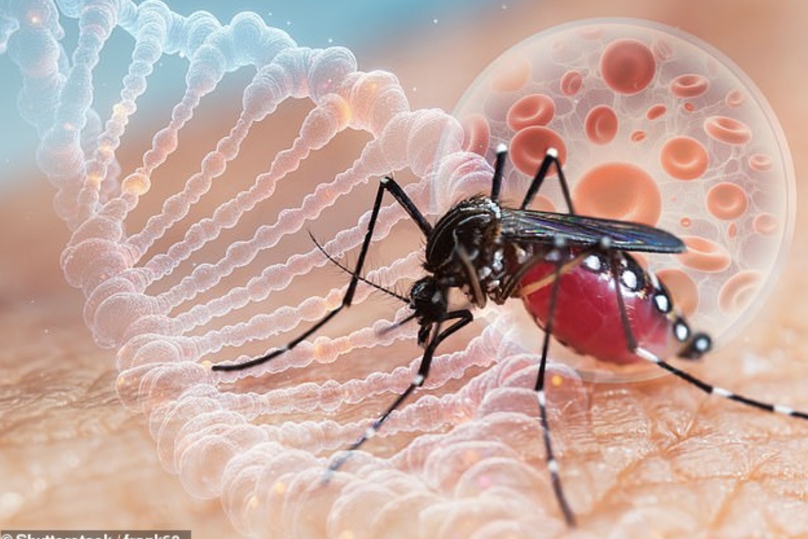 Virus Chikungunya "phá hủy nội tạng" bùng phát khiến WHO phát đi kêu gọi hành động khẩn cấp nguy hiểm thế nào?- Ảnh 4.