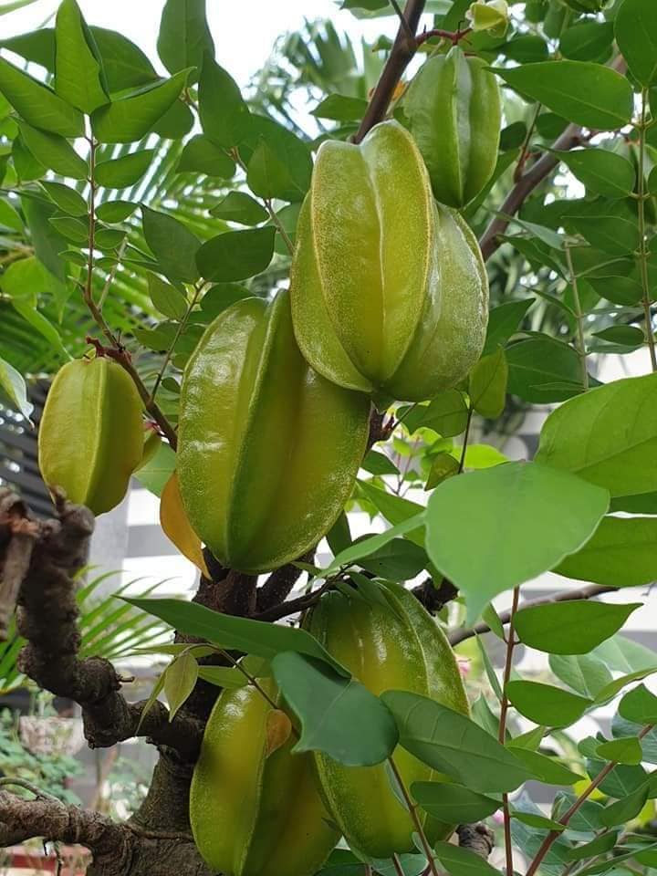 Ông bà xưa dặn: Trồng được 1 trong 5 loại cây này trong nhà, con cháu đời sau ắt hưởng phúc lộc- Ảnh 4. Ông bà xưa dặn: Trồng được 1 trong 5 loại cây này trong nhà, con cháu đời sau ắt hưởng phúc lộc- Ảnh 4.