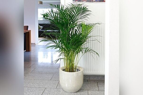 Ông bà xưa dặn: Trồng được 1 trong 5 loại cây này trong nhà, con cháu đời sau ắt hưởng phúc lộc- Ảnh 2. Ông bà xưa dặn: Trồng được 1 trong 5 loại cây này trong nhà, con cháu đời sau ắt hưởng phúc lộc- Ảnh 2.