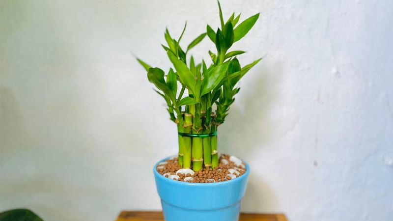 Ông bà xưa dặn: Trồng được 1 trong 5 loại cây này trong nhà, con cháu đời sau ắt hưởng phúc lộc- Ảnh 3. Ông bà xưa dặn: Trồng được 1 trong 5 loại cây này trong nhà, con cháu đời sau ắt hưởng phúc lộc- Ảnh 3.