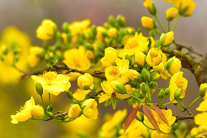Ông bà xưa dặn: Trồng được 1 trong 5 loại cây này trong nhà, con cháu đời sau ắt hưởng phúc lộc- Ảnh 5. Ông bà xưa dặn: Trồng được 1 trong 5 loại cây này trong nhà, con cháu đời sau ắt hưởng phúc lộc- Ảnh 5.