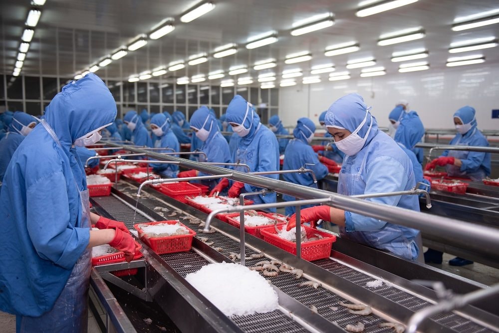 Đại gia tôm báo doanh thu tháng 8 tăng 32%, cao nhất kể từ đầu năm, cẩn thận trích lập gần 100 tỷ cho 3 loại thuế mới tại thị trường Mỹ