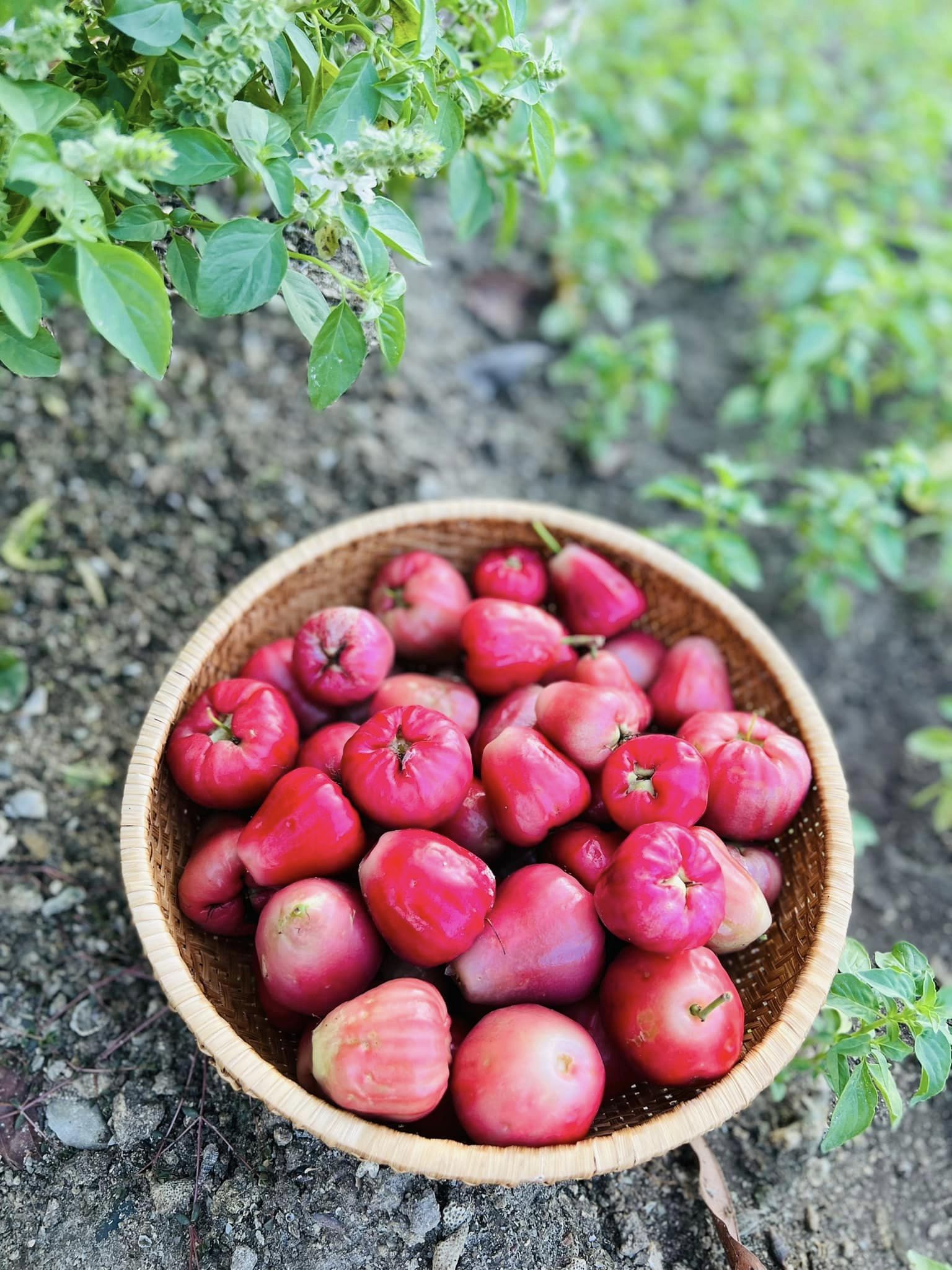 Từng mơ có "gác tía lầu son" rồi đột ngột chuyển hướng về quê mua nhà: Cuộc sống của mẹ 9x sau gần 3 năm thay đổi đến không ngờ- Ảnh 13.