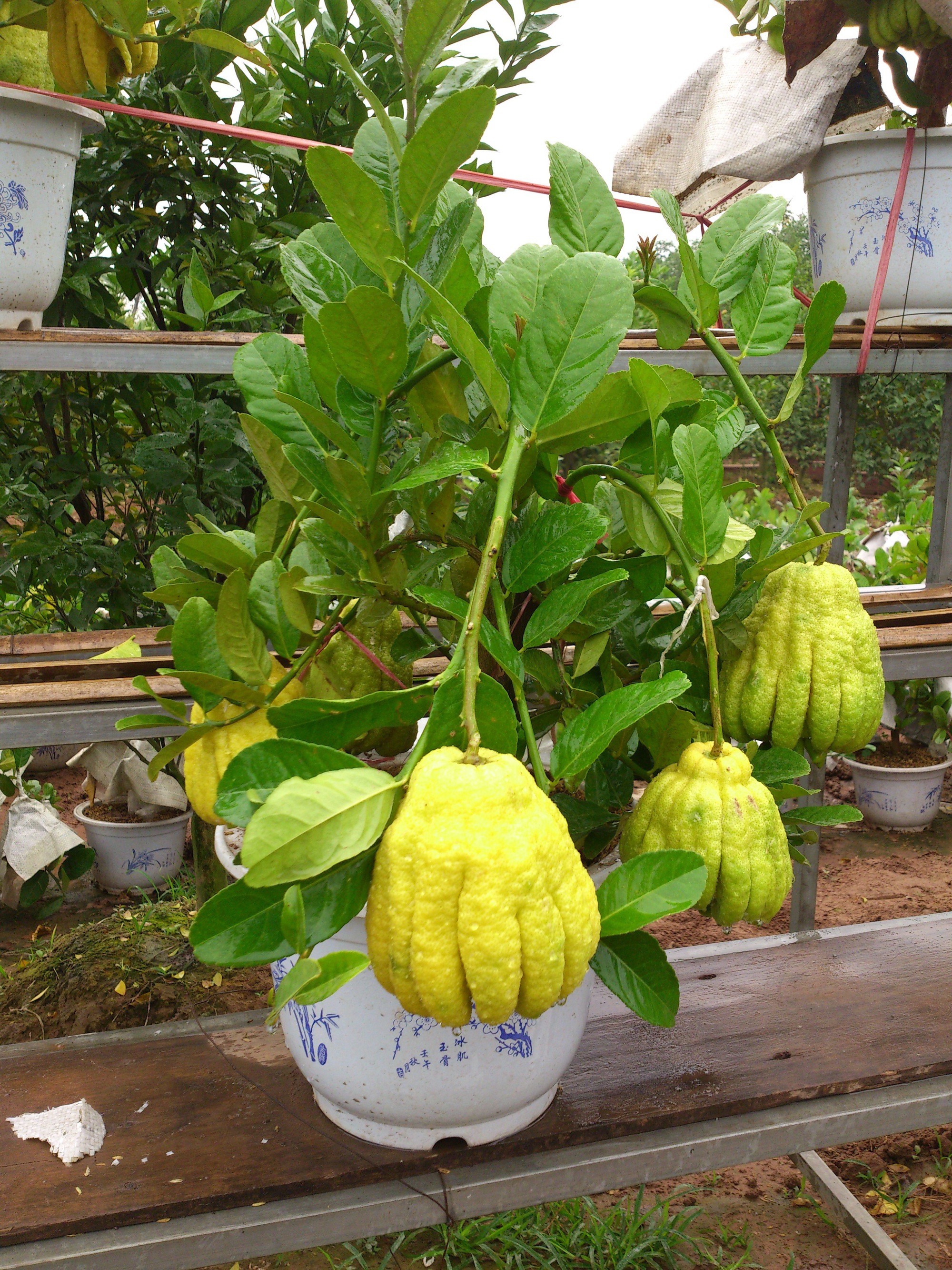 Ông bà dặn con cháu: Ban công trồng 3 cây này, đời hanh thông, phúc đức bền như núi!- Ảnh 1. Ông bà dặn con cháu: Ban công trồng 3 cây này, đời hanh thông, phúc đức bền như núi!- Ảnh 1.