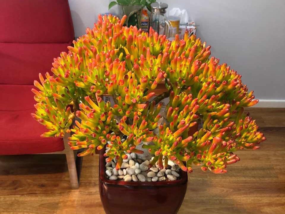 Ông bà dặn con cháu: Ban công trồng 3 cây này, đời hanh thông, phúc đức bền như núi!- Ảnh 2. Ông bà dặn con cháu: Ban công trồng 3 cây này, đời hanh thông, phúc đức bền như núi!- Ảnh 2.