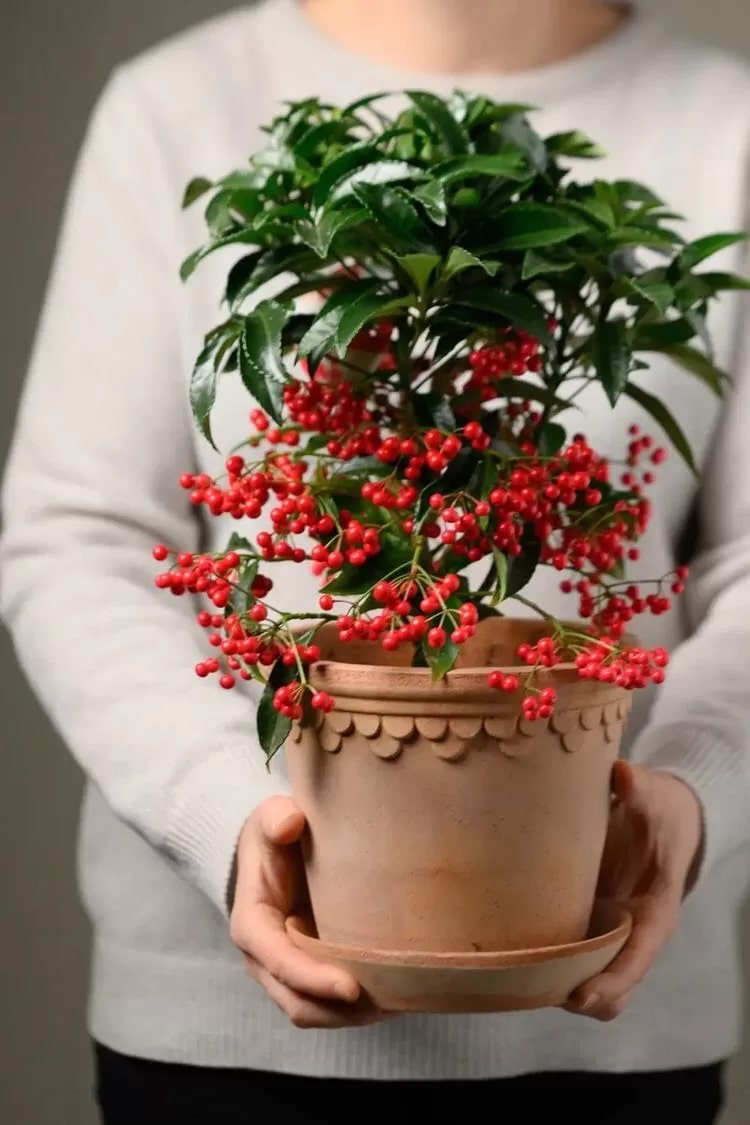 Ông bà dặn con cháu: Ban công trồng 3 cây này, đời hanh thông, phúc đức bền như núi!- Ảnh 3. Ông bà dặn con cháu: Ban công trồng 3 cây này, đời hanh thông, phúc đức bền như núi!- Ảnh 3.