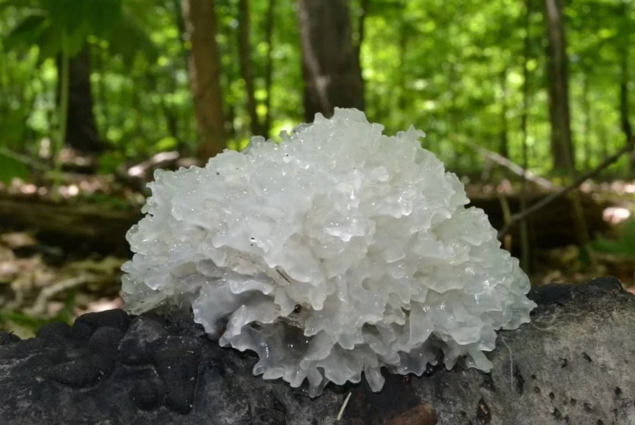 Việt Nam có 1 món được ví như “tổ yến của người nghèo”: Giàu collagen, chị em rất nên ăn để đẹp da, trẻ hoá- Ảnh 1.