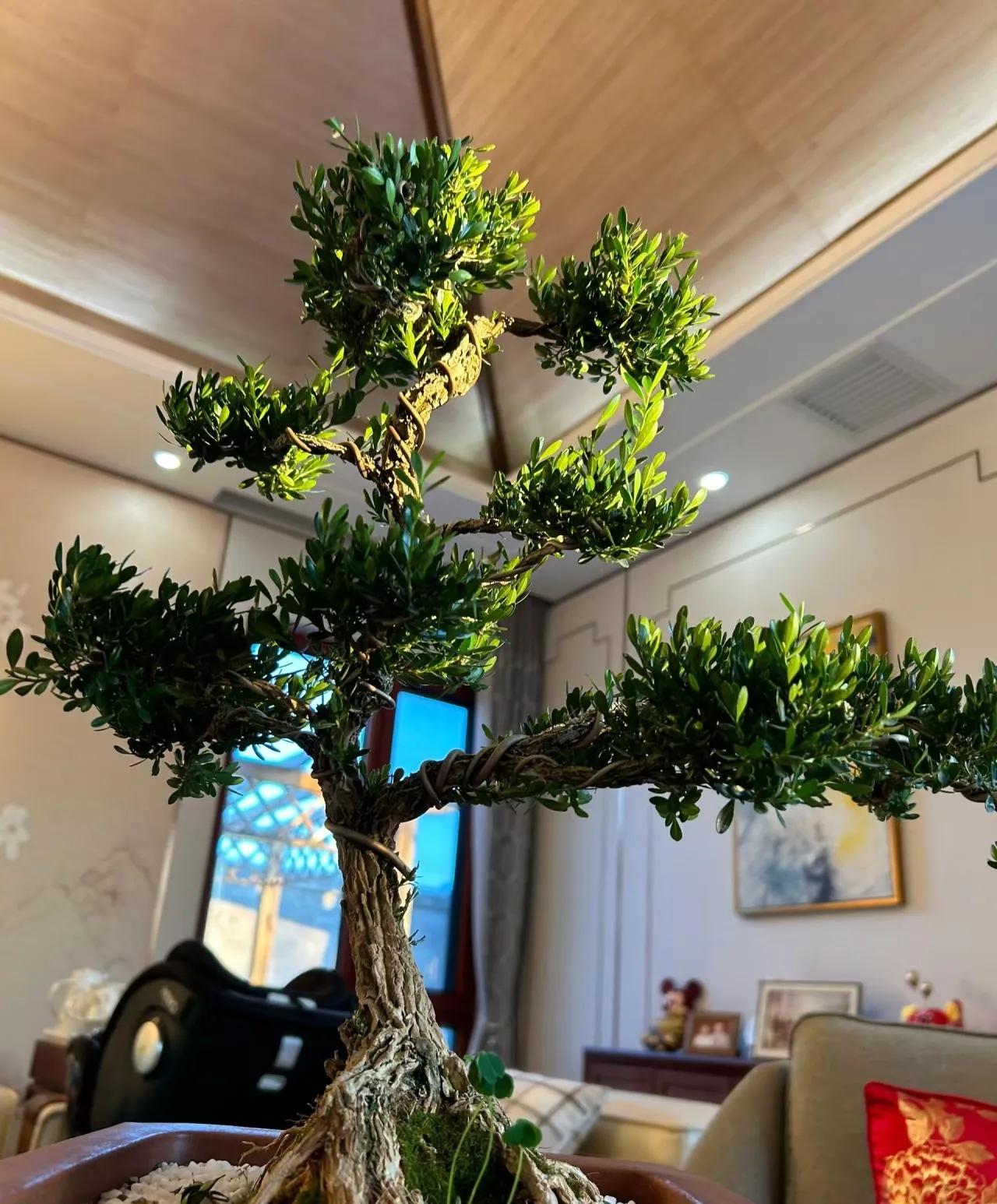 Nếu có 5 loại cây này trong phòng khách, 9/10 gia đình sẽ giàu có- Ảnh 4.