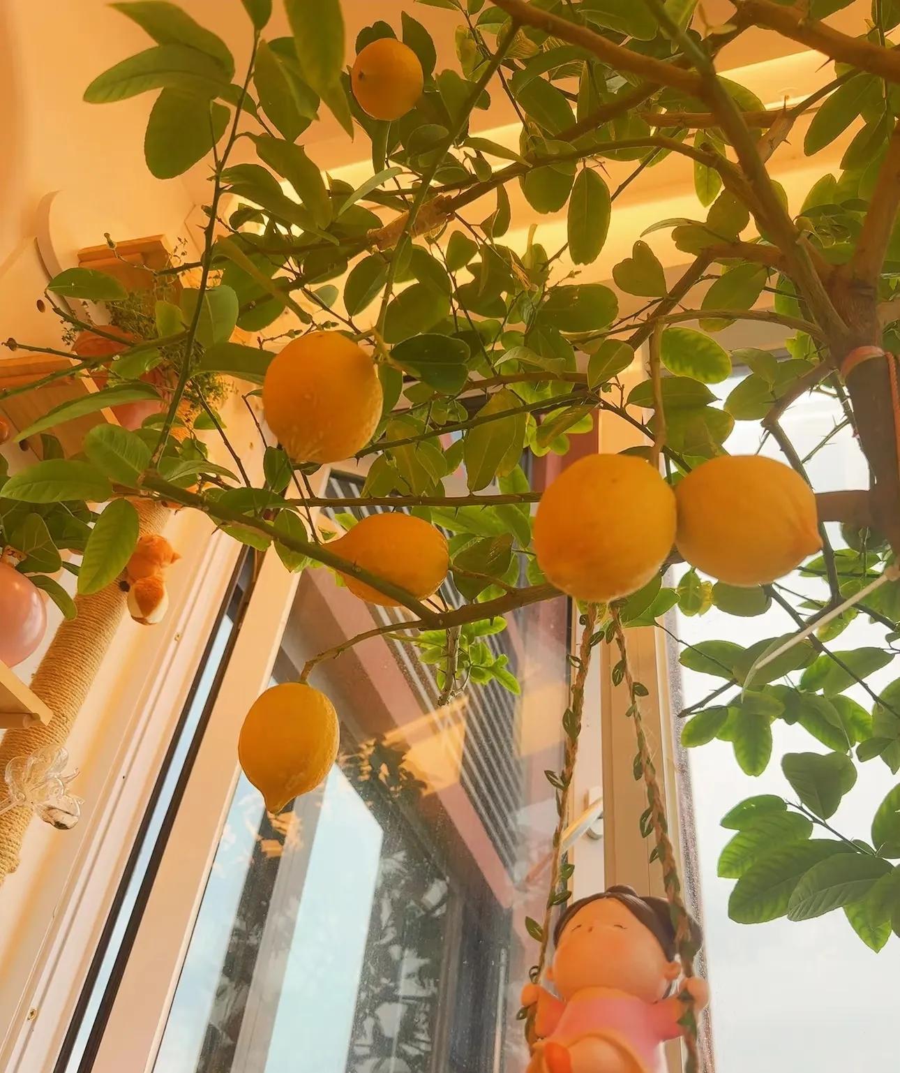 Nếu có 5 loại cây này trong phòng khách, 9/10 gia đình sẽ giàu có- Ảnh 3.