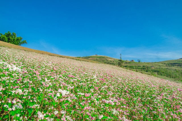 Thảo nguyên rộng lớn ngay vùng núi phía Bắc, cách Hà Nội 400km: Du khách nhận xét "như Châu Âu thu nhỏ"- Ảnh 4.