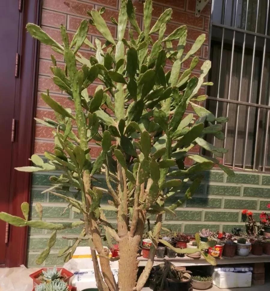 Nếu có 5 loại cây này trong phòng khách, 9/10 gia đình sẽ giàu có- Ảnh 6.