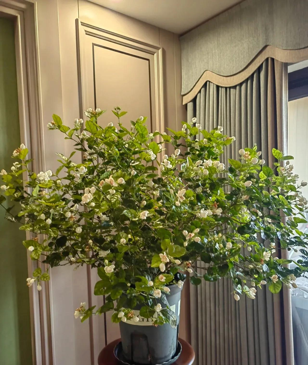 Nếu có 5 loại cây này trong phòng khách, 9/10 gia đình sẽ giàu có- Ảnh 1.