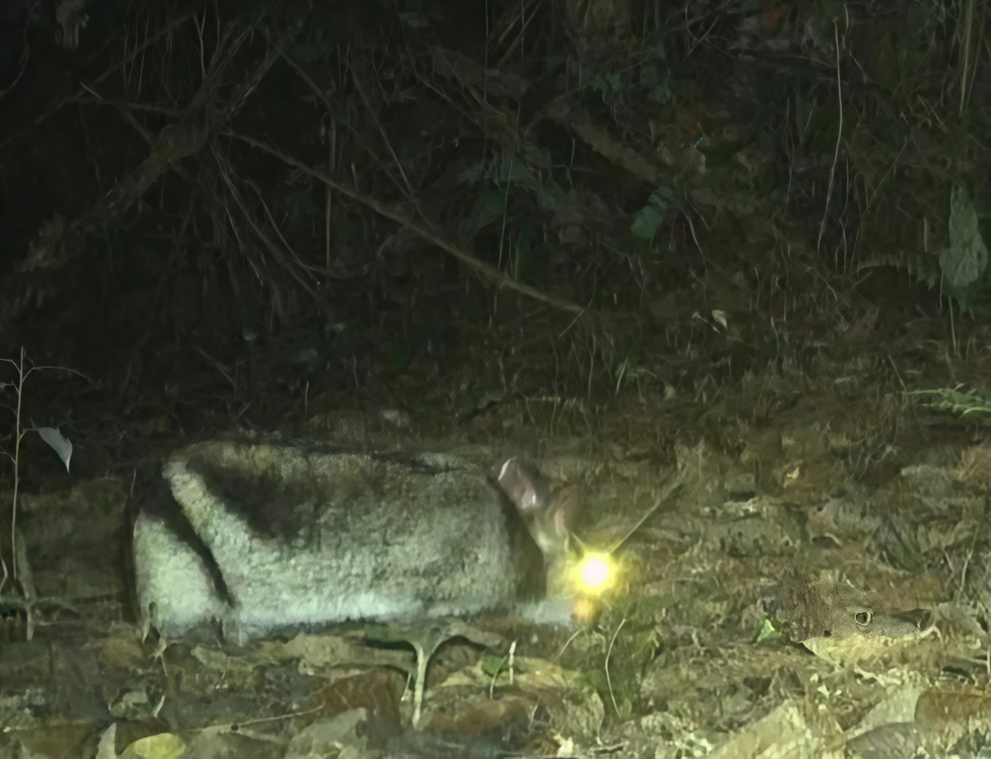 Bí mật thú vị về thỏ sọc Trường Sơn sau 25 năm ẩn giấu Trong rừng - Ảnh 1.