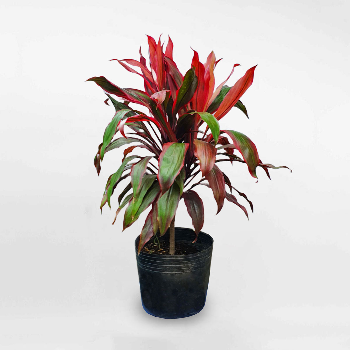 Nếu có 5 loại cây này trong phòng khách, 9/10 gia đình sẽ giàu có- Ảnh 5.