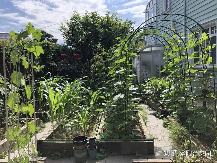 Từ giấc mơ châu Âu đến khu vườn 400m²: Người phụ nữ trung niên biến biệt thự thành thiên đường hoa bốn mùa- Ảnh 15. Từ giấc mơ châu Âu đến khu vườn 400m²: Người phụ nữ trung niên biến biệt thự thành thiên đường hoa bốn mùa- Ảnh 15.